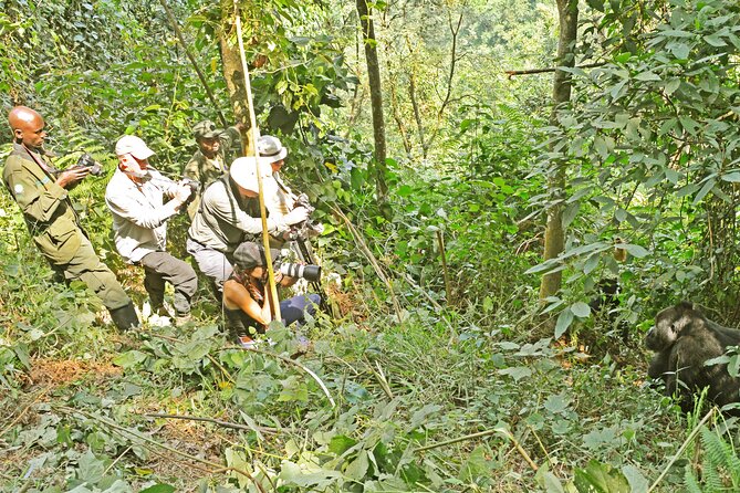 10 Days Affordable Gorilla Trekking Holiday - Day 6: Tree-Climbing Lions in Ishasha