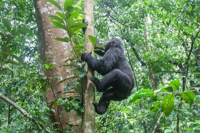 10 Days Affordable Gorilla Trekking Holiday - Day 7: The Main Event in Bwindi