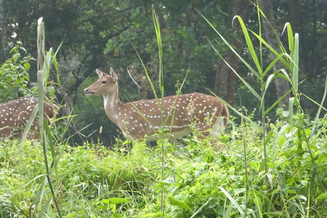 10 Days Kathmandu Chitawan Pokhara Tour with Dhampus Trek - Day 3: The long road south to Chitwan