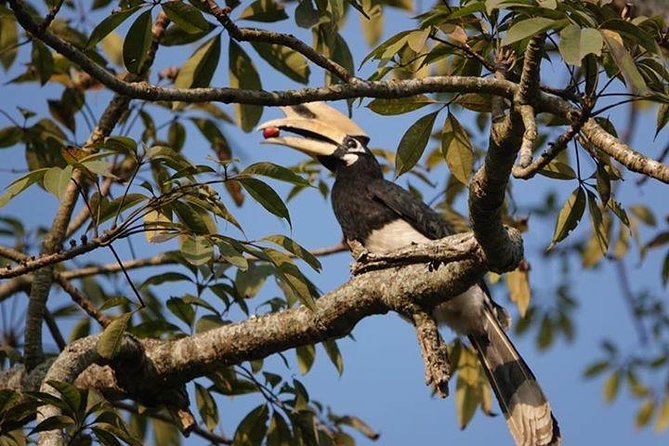 10 Days Kathmandu Chitawan Pokhara Tour with Dhampus Trek - Day 5: Chitwan to Pokhara