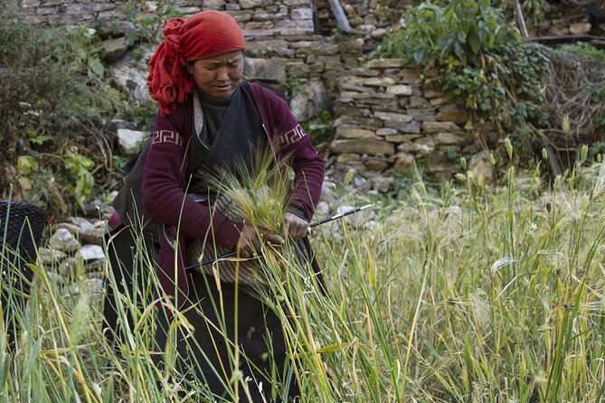 10 Days Manaslu Circuit Trek in Larke La Pass - Day 7: Sama Gaon to Dharamsala