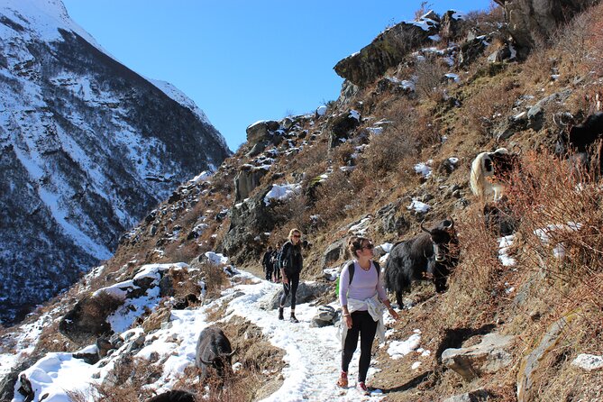 10-Days Private Langtang Valley Trek in Nepal - Day 7: Returning Through Forest and Tamang Villages