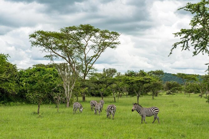 10 Days Uganda Gorilla & Chimpanzee Trekking Safari - Arriving in Entebbe and getting your bearings