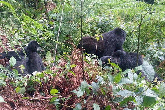 10 Days Uganda Gorilla & Chimpanzee Trekking Safari - Kibale Forest and Uganda’s primate country