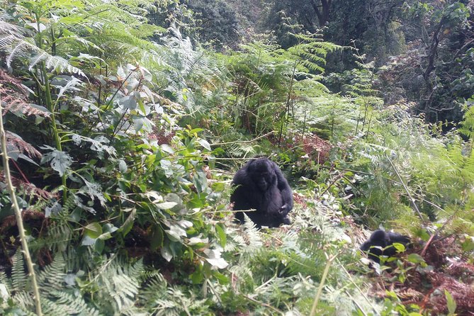 10 Days Uganda Gorilla & Chimpanzee Trekking Safari - Queen Elizabeth and the Kazinga Channel