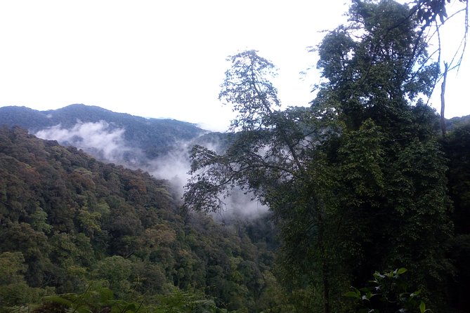 10 Days Uganda Gorilla & Chimpanzee Trekking Safari - Ishasha lions and the road to Bwindi