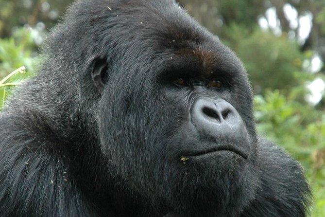 10 Days Uganda Gorilla & Chimpanzee Trekking Safari - Gorilla trekking in Bwindi