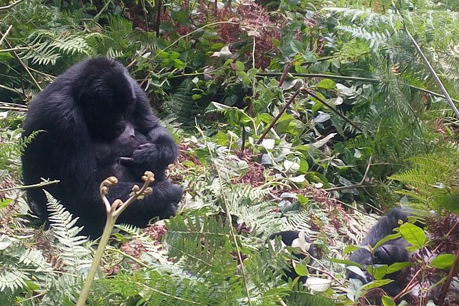 10 Days Uganda Gorilla & Chimpanzee Trekking Safari - Zziwa rhinos and the road to Murchison Falls