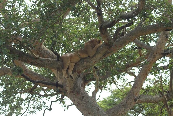 11-Day African Big 5 with Gorilla Trekking Safari in Uganda. - What the $4,956 price includes