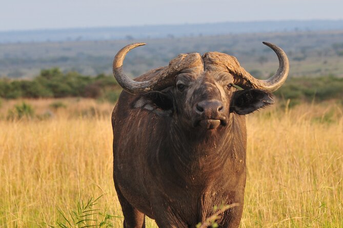 12-Day Big 5, Chimp & Gorilla Trekking Safari - Day 4: The long road to Kibale