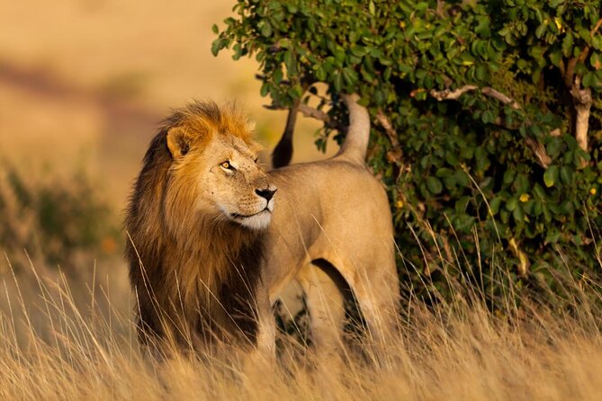 12 Days wildebeest migration Masai Mara Nakuru Uganda gorilla trekking safari - Key points to know before booking