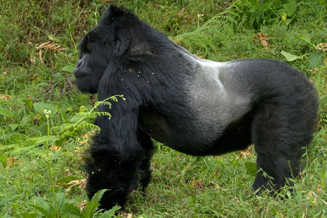 12 Days wildebeest migration Masai Mara Nakuru Uganda gorilla trekking safari - Days 2 and 3: Two useful days in Maasai Mara