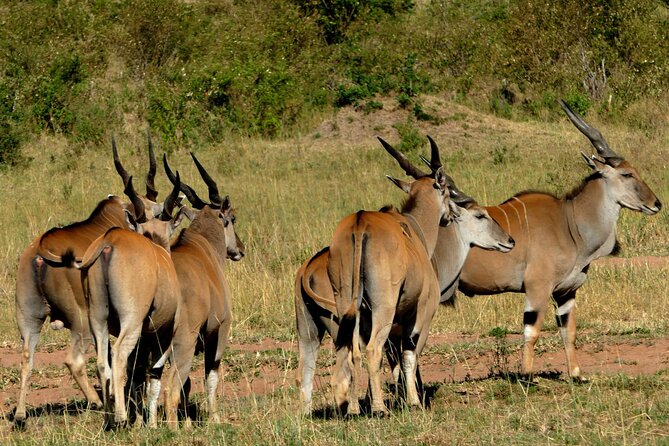 12 Days wildebeest migration Masai Mara Nakuru Uganda gorilla trekking safari - Day 5: Lake Bogoria’s hot springs and geysers