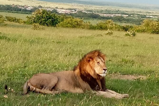 12 Days wildebeest migration Masai Mara Nakuru Uganda gorilla trekking safari - Days 7 and 8: Quiet time at Lake Bunyonyi