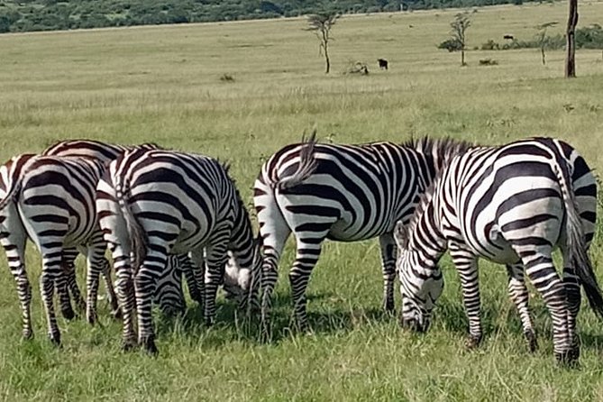 12 Days wildebeest migration Masai Mara Nakuru Uganda gorilla trekking safari - Day 9: The mountain gorilla trek in Mgahinga