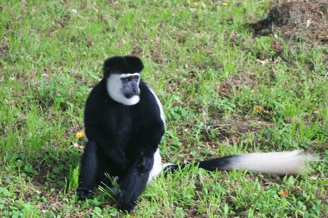 12 Days wildebeest migration Masai Mara Nakuru Uganda gorilla trekking safari - Day 1: A simple Nairobi arrival