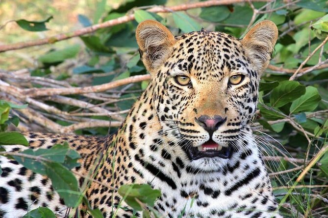 14 Days Uganda Safari Adventure, Gorilla Trekking and WildlifeTour - From Ziwa rhinos to Murchison Falls