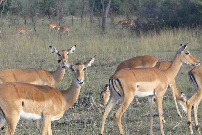 14 Days Uganda Safari Adventure, Gorilla Trekking and WildlifeTour - Queen Elizabeth National Park and the Kazinga Channel