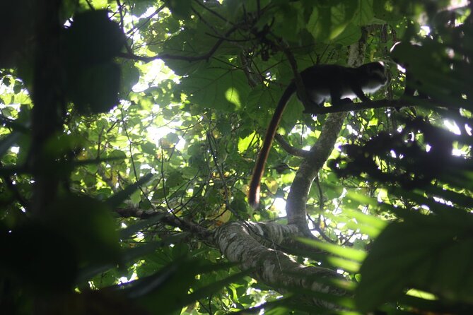 14 Days Uganda Safari Adventure, Gorilla Trekking and WildlifeTour - Echuya Forest, golden monkeys, and Lake Mutanda