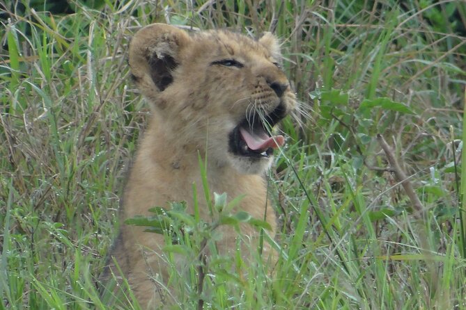 14 Days Uganda Safari Adventure, Gorilla Trekking and WildlifeTour - Gorilla trekking and Lake Bunyonyi