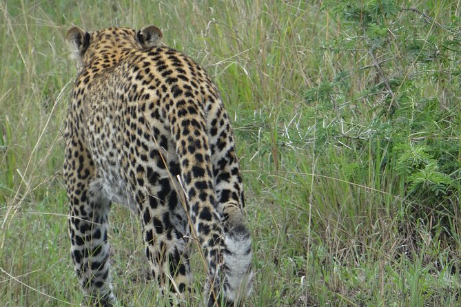 14 Days Uganda Safari Adventure, Gorilla Trekking and WildlifeTour - Canoes, island stories, and a local family lunch