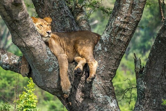 14 Days Uganda Safari Adventure, Gorilla Trekking and WildlifeTour - Lake Albert and the road to Hoima