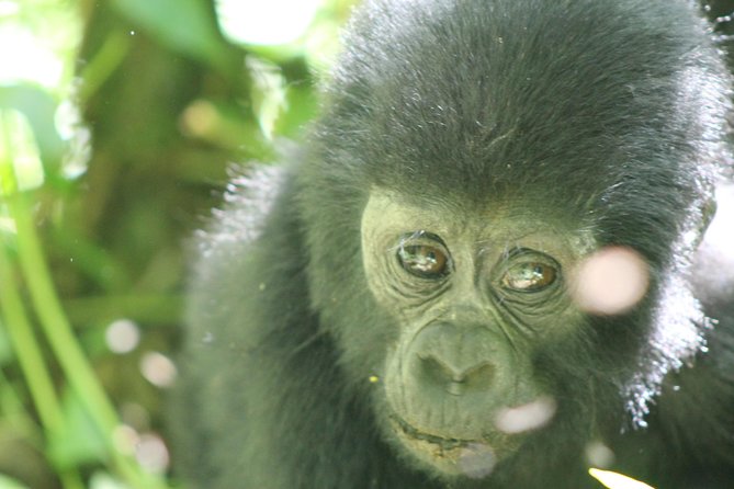 15-Day Gorilla and chimps Trekking, Big 5 and Nature Sighting Safari - Why this Uganda route works
