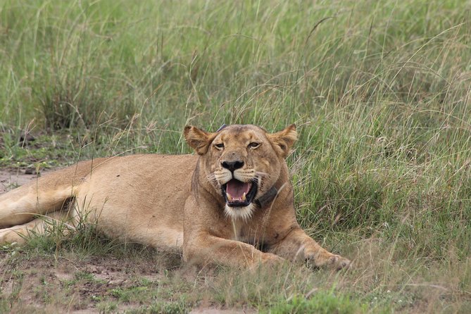 15-Day Gorilla and chimps Trekking, Big 5 and Nature Sighting Safari - Days 4 to 6: Kibale, chimps, and the Bigodi wetlands