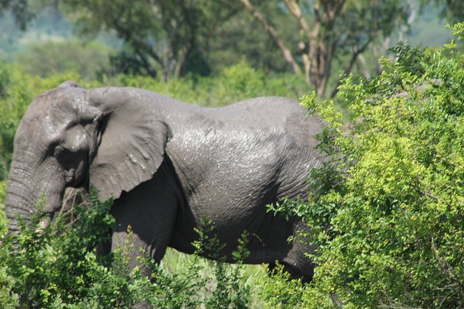 15-Day Gorilla and chimps Trekking, Big 5 and Nature Sighting Safari - Days 2 and 3: Rhinos, Nile wildlife, and Murchison Falls
