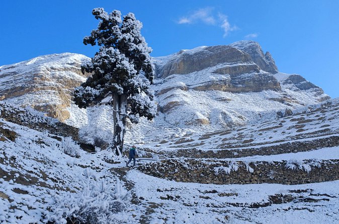 15 Days Round Annapurna Trek with Poon Hill from Pokhara - Days 8 and 9: Yak Kharka and Thorung Phedi