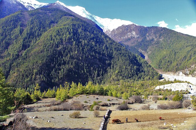 15 Days Round Annapurna Trek with Poon Hill from Pokhara - Days 3 and 4: Dharapani, Chame, and changing mountain country