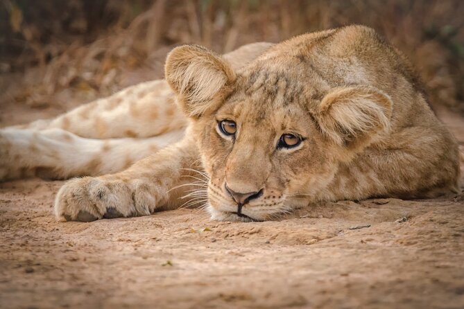 2 Day Guided Murchison Falls And Zziwa Rhino Trekking Safari - Six details that shape the experience