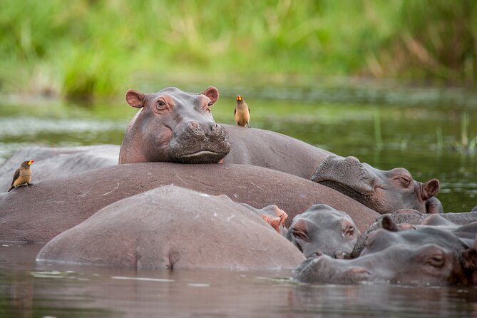 2 Day Guided Murchison Falls And Zziwa Rhino Trekking Safari - Why this two-day route works