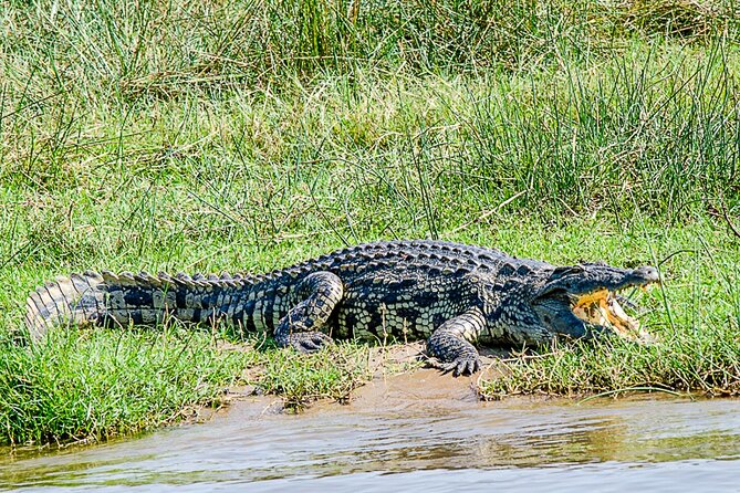 2 Day Guided Murchison Falls And Zziwa Rhino Trekking Safari - The early game drive through Murchison