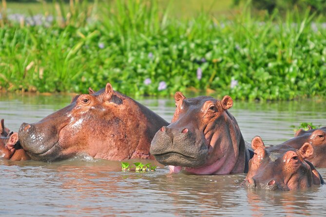 2 Day Guided Murchison Falls And Zziwa Rhino Trekking Safari - Walking with rhinos at Zziwa