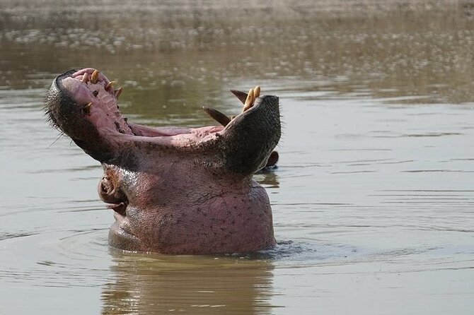 2 Day Guided Murchison Falls And Zziwa Rhino Trekking Safari - What the $1,250 price means