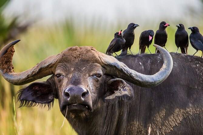 2 Day Guided Murchison Falls And Zziwa Rhino Trekking Safari - Group size, fitness, and the pace