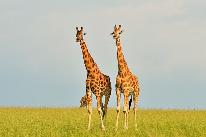 2 Day Guided Murchison Falls And Zziwa Rhino Trekking Safari - The Victoria Nile boat cruise