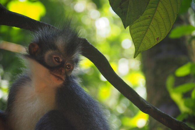 2-Day Jungle Trekking & Rafting in North Sumatra - What you may see in Gunung Leuser