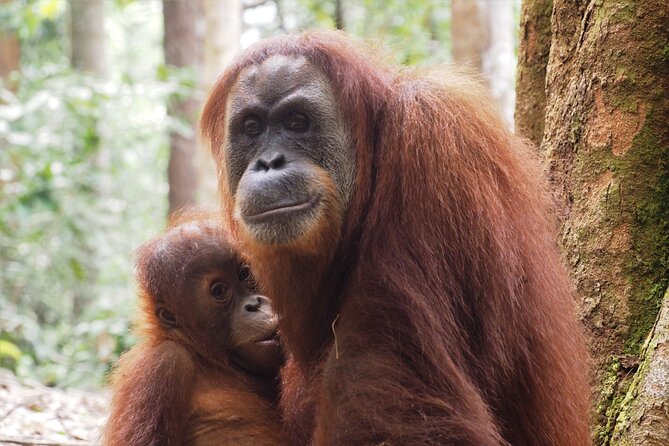 2-Day Jungle Trekking & Rafting in North Sumatra - How hard is the trek?