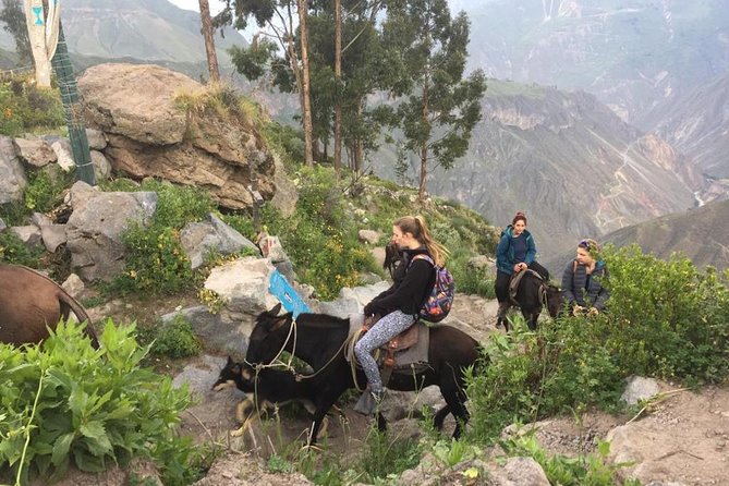 2 Day Trek Including Transfer to Puno / Colca Canyon - Food, lodging, and luggage