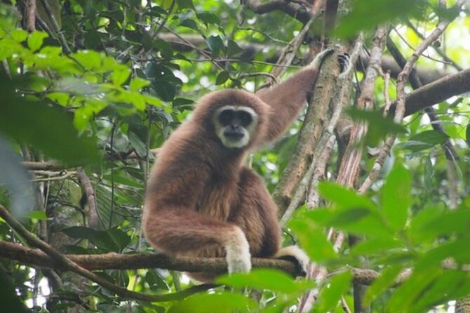 2 Days 1 Night Ethical Jungle Trekking - Starting from Bukit Lawang at 8:30 a.m.