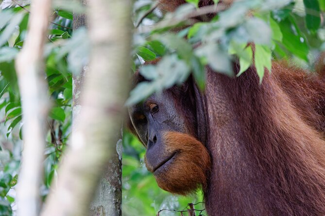 2 Days 1 Night Ethical Jungle Trekking - Day two: plants, forest knowledge, and the return