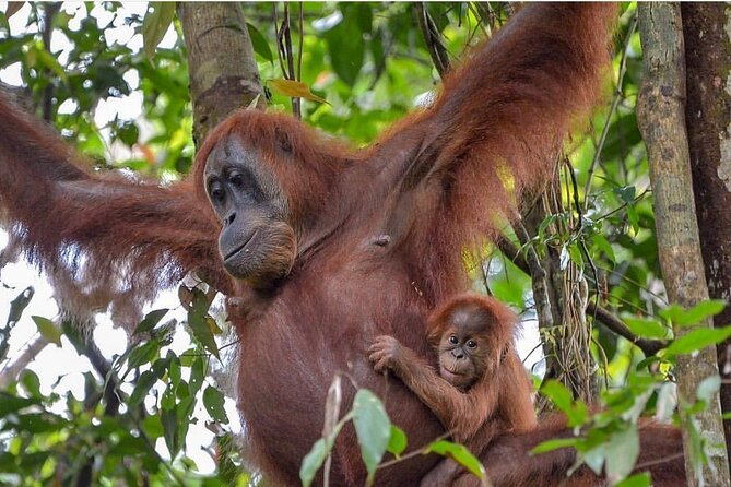 2 Days 1 Night Ethical Jungle Trekking - What the $207.79 price really covers