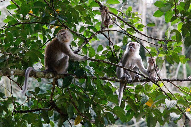 2 Days 1 Night Ethical Jungle Trekking - Practical details that matter