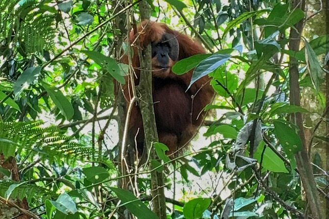 2 Days 1 Night Ethical Jungle Trekking - Camping beside the river for one night