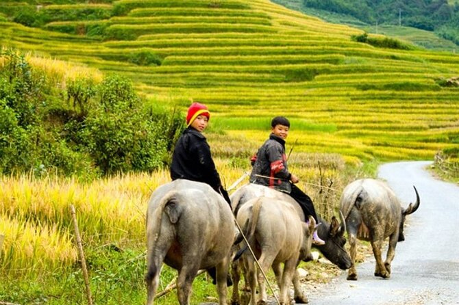 2 Days 1 Night Sapa Trekking Group Tour at Homestay - Lunch, Sapa town, and the long ride home