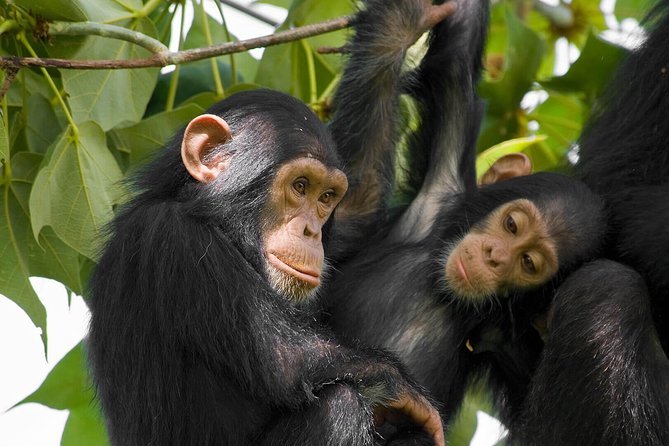 2 Days Chimpanzees trekking Tour and Canopy walk Adventure - Why Nyungwe Is Worth the Long Ride