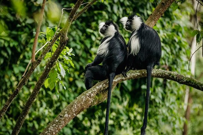 2 Days Chimpanzees trekking Tour and Canopy walk Adventure - Where You Sleep Near Nyungwe