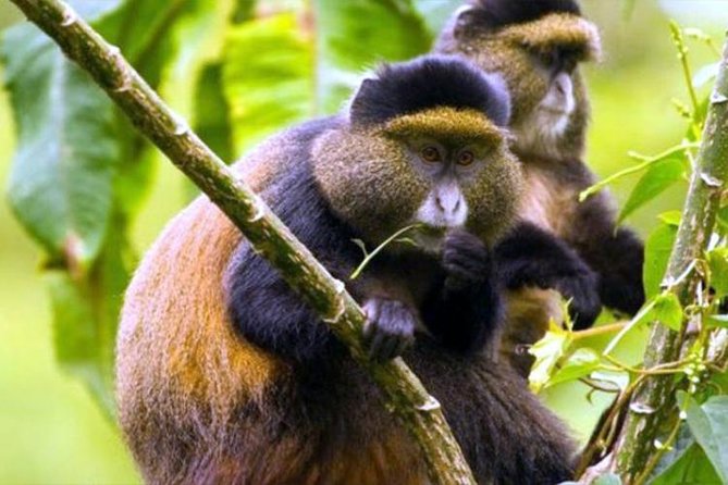 2 Days Chimpanzees trekking Tour and Canopy walk Adventure - Day Two: Chimpanzee Trekking Before Breakfast Gets Away